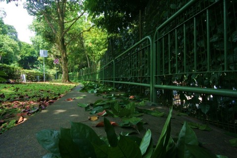 Leaves on the Walkway